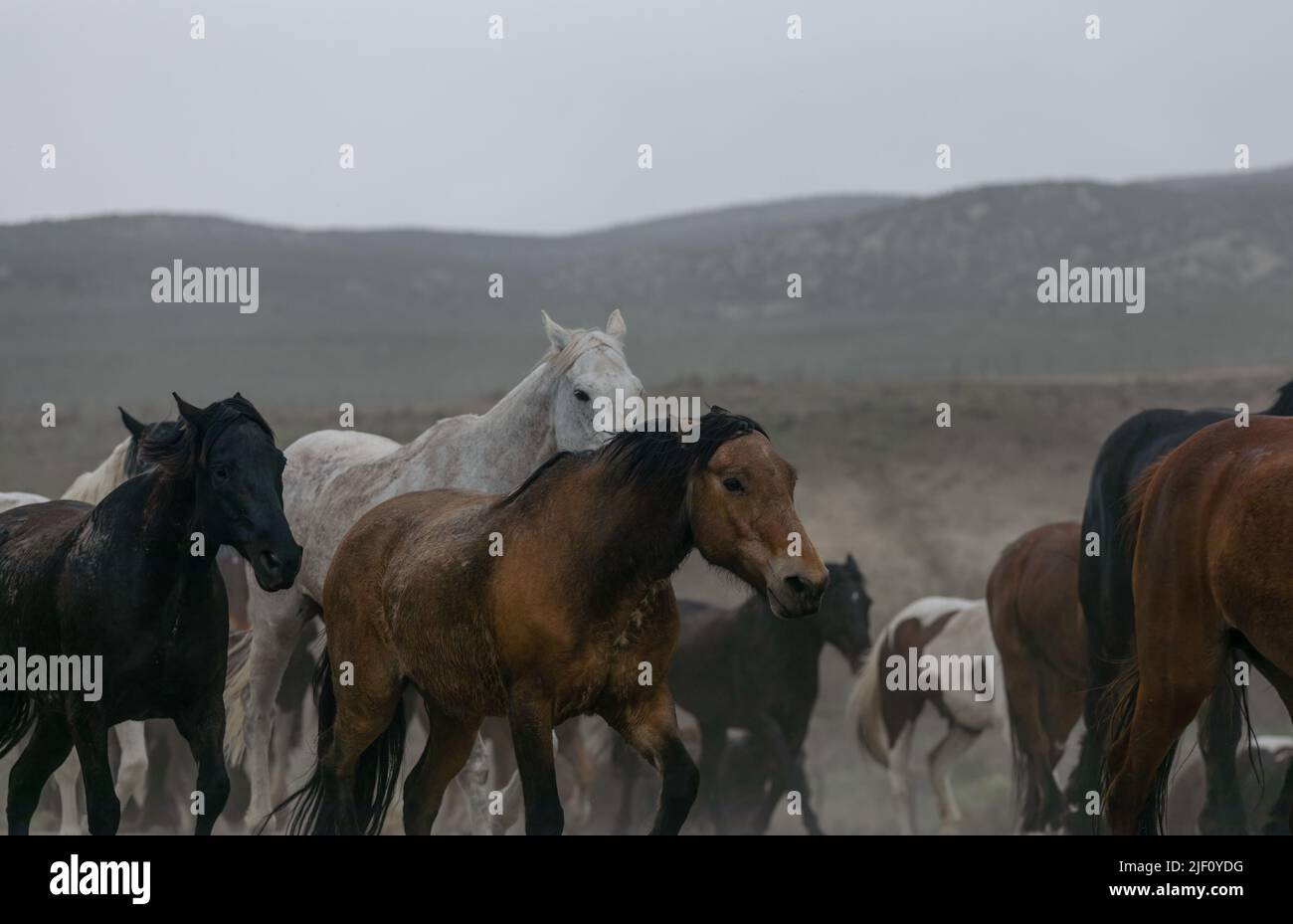 Troupeau de chevaux dans le Colorado sur un paysage poussiéreux. Troupeau de chevaux de ranch colorés faisant un sentier poussiéreux sur leur chemin dans les pâturages d'hiver.Overcast Day. Banque D'Images