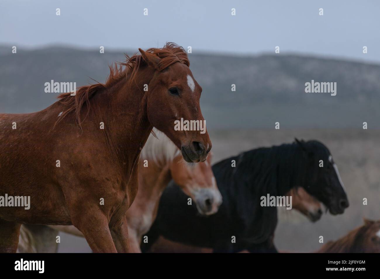 Troupeau de chevaux dans le Colorado sur un paysage poussiéreux. Troupeau de chevaux de ranch colorés faisant un sentier poussiéreux sur leur chemin dans les pâturages d'hiver.Overcast Day. Banque D'Images