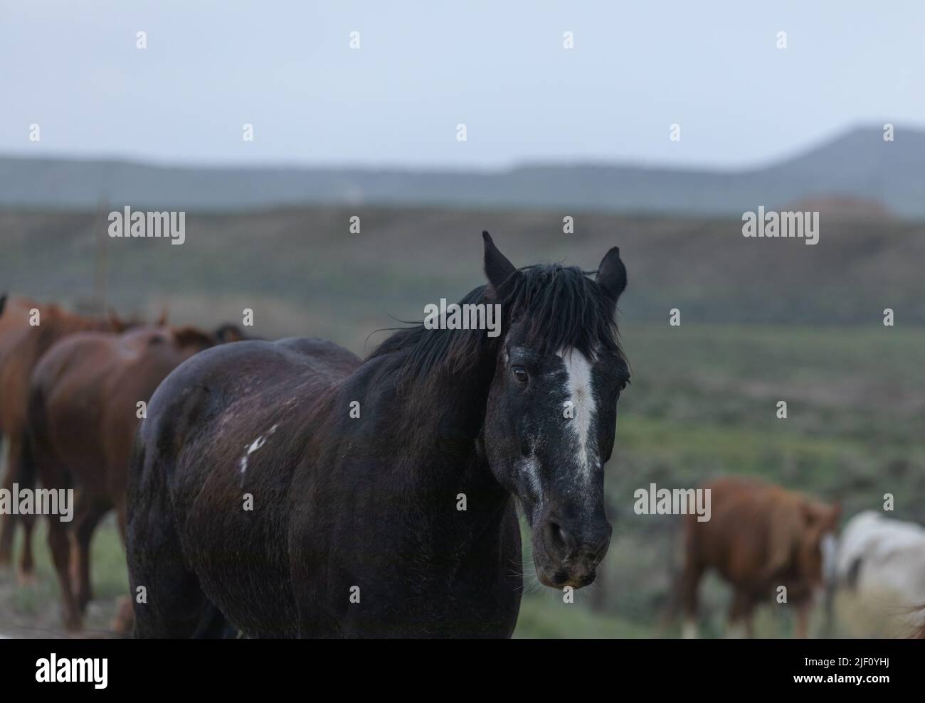 Troupeau de chevaux dans le Colorado sur un paysage poussiéreux. Troupeau de chevaux de ranch colorés faisant un sentier poussiéreux sur leur chemin dans les pâturages d'hiver.Overcast Day. Banque D'Images