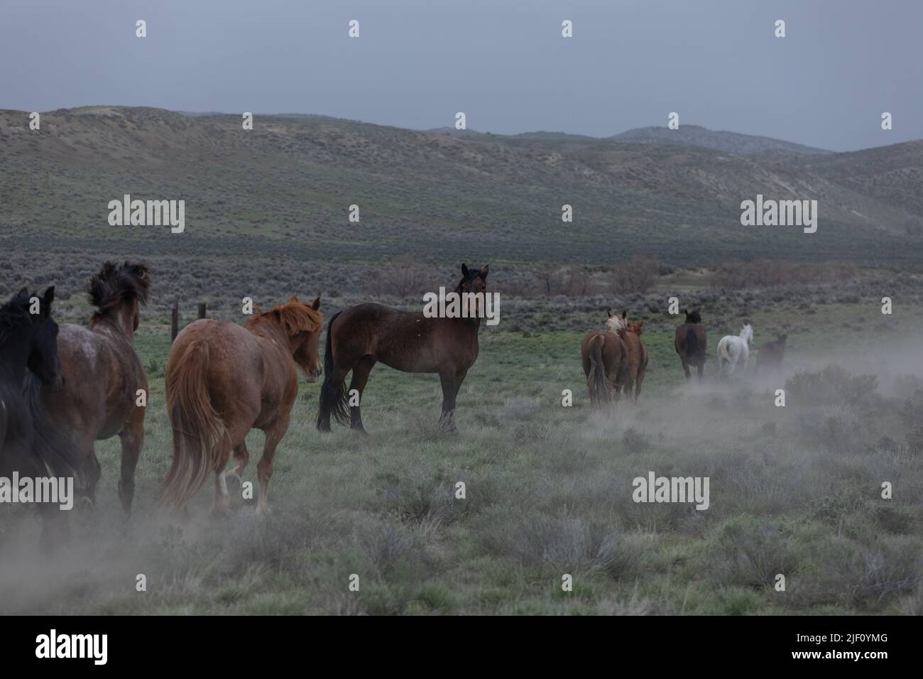 Troupeau de chevaux dans le Colorado sur un paysage poussiéreux. Troupeau de chevaux de ranch colorés faisant un sentier poussiéreux sur leur chemin dans les pâturages d'hiver.Overcast Day. Banque D'Images