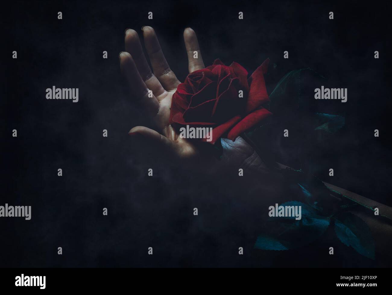 Main de femme en gros plan offrant une rose rouge dans l'obscurité contre fond noir. Concept de passion et de mystère. Copier l'espace Banque D'Images