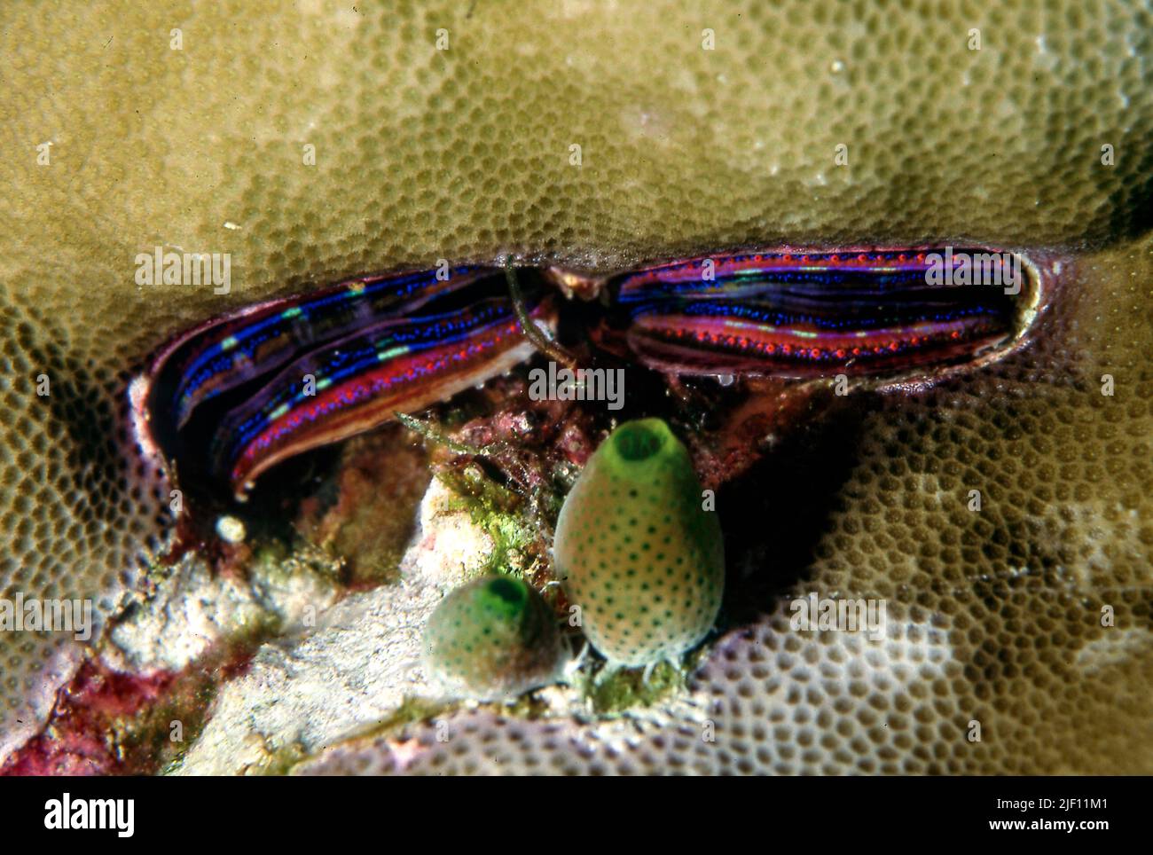 Deux pétoncles de corail (Pedum spondyloidum) profondément enfouis dans un corail à Kuredu, aux Maldives. Banque D'Images