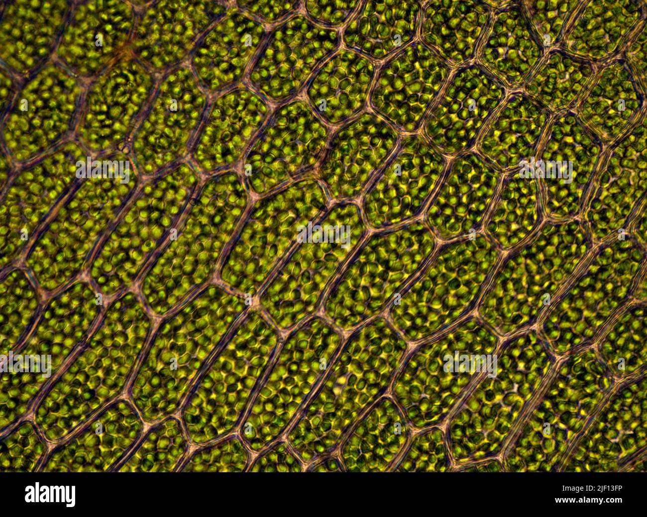 Cellules avec chloroplastes chez les Bryophytes (Mnium sp.). Depuis le sud-ouest de la Norvège. Banque D'Images
