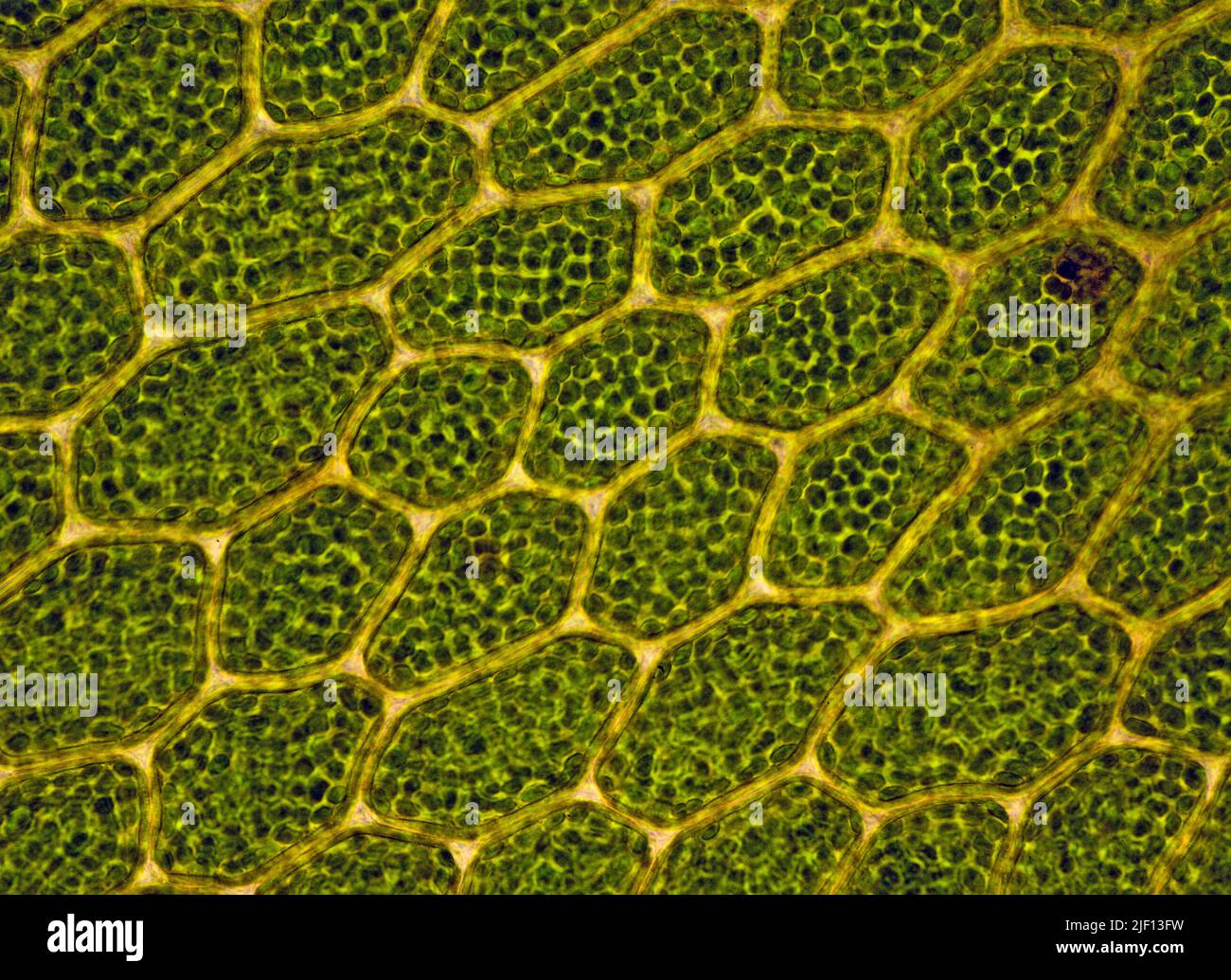 Cellules avec chloroplastes chez les Bryophytes (Mnium sp.). Depuis le sud-ouest de la Norvège. Banque D'Images