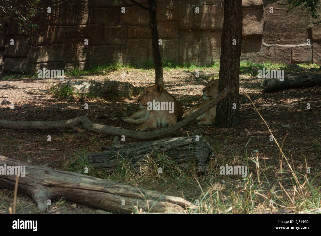 Lionesses africaines nom scientifique: Panthera leo deux femelles se trouvant sur le sol la femelle se distingue par le manque de manie cela lui permet d'être Banque D'Images