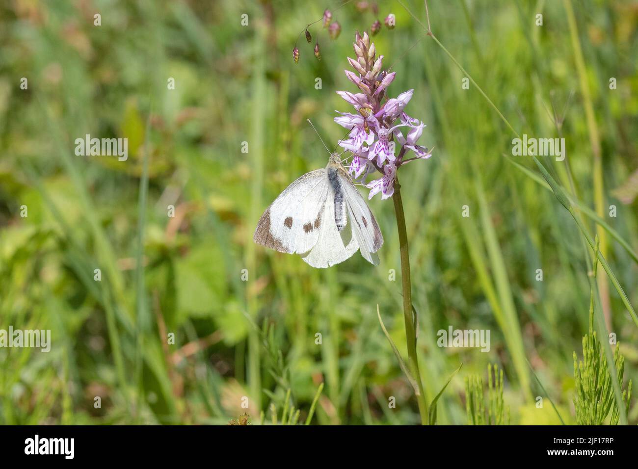 Grand papillon blanc (Pieris brassicae) extrayant le nectar de l'Orchidée à pois (Dactylorhiza fuchsii) Banque D'Images