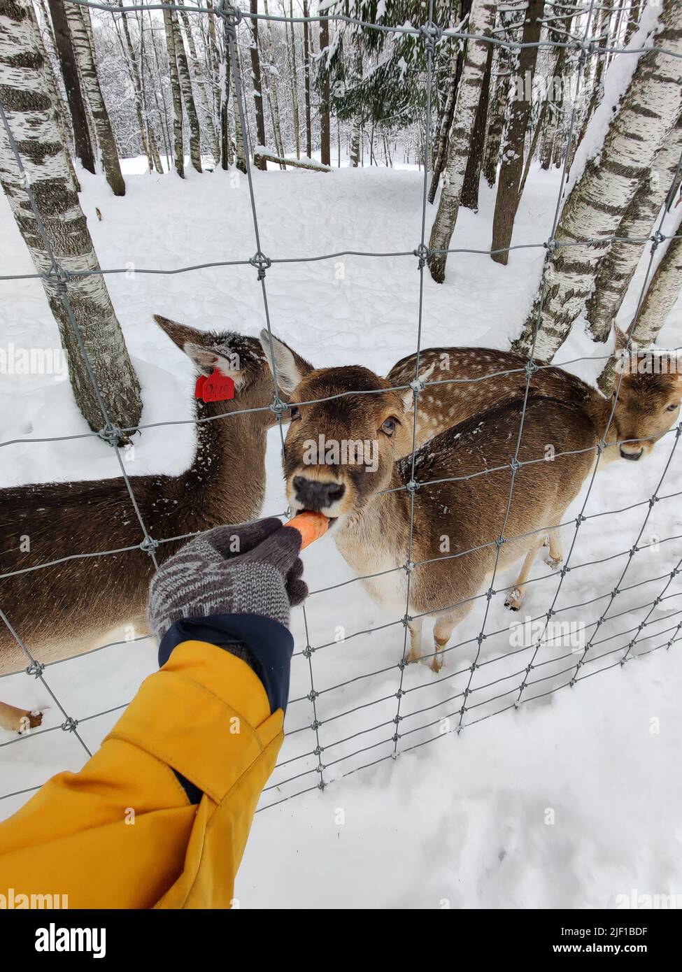 Mignon bouzzle derrière la clôture. Nourrir les animaux à la ferme de cerfs. La main humaine donne au cerf une carotte. Safari Park. Banque D'Images