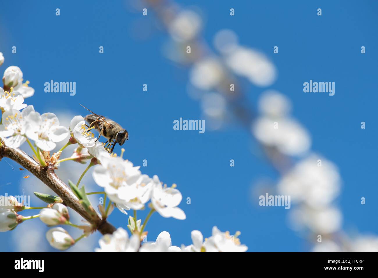 Mouche stationnaire, Syrphidae, nourrissant le nectar et pollinisant les fleurs de prune de cerisier ou de prune de Myrobalan. Arbre fruitier en fleurs au printemps. Banque D'Images