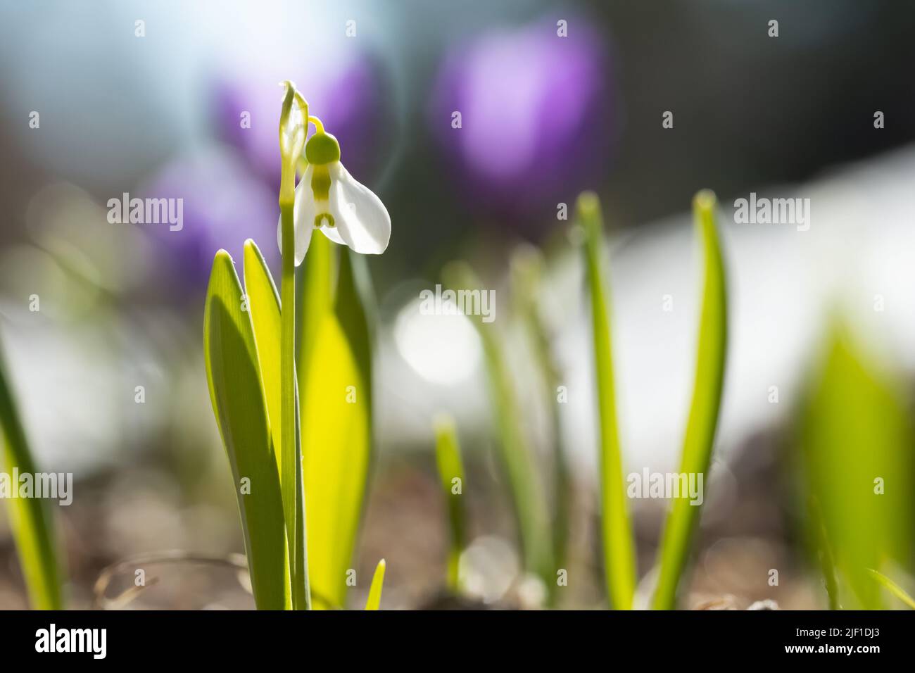Galanthus nivalis ou une goutte de neige commune - gros plan de fleur blanche en fleurs au début du printemps dans le jardin Banque D'Images
