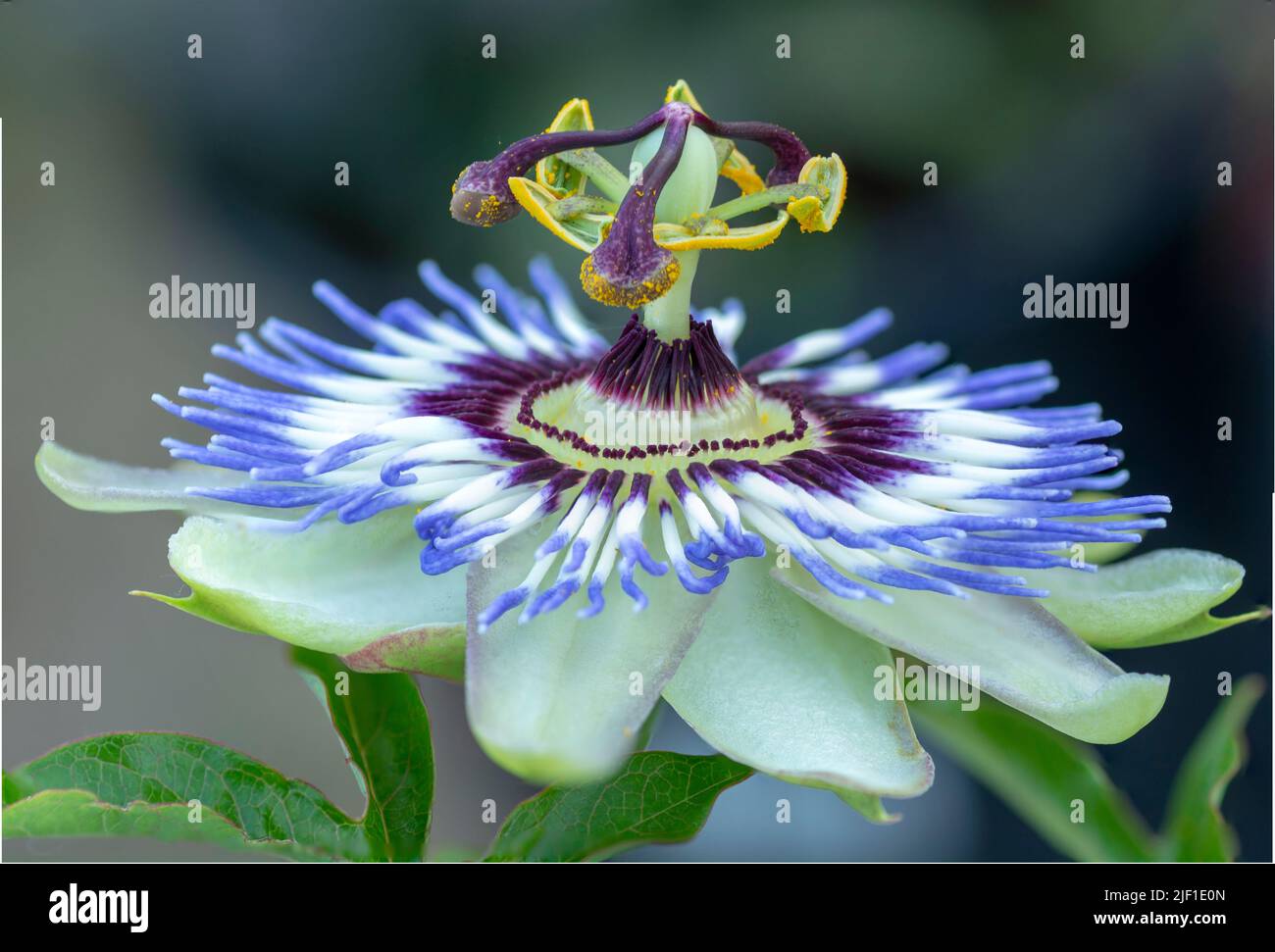 Passiflora. La fleur de passiflore de la couronne bleue ou bleue. Accent sélectif sur les parties de l'ovaire floral, la stigmatisation, le style et l'anthère. Banque D'Images