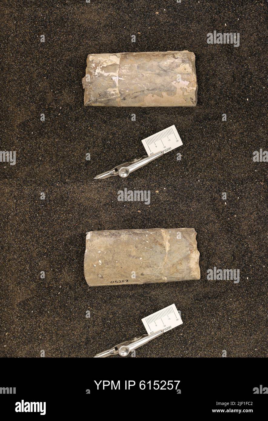 Buculites sp. Banque D'Images