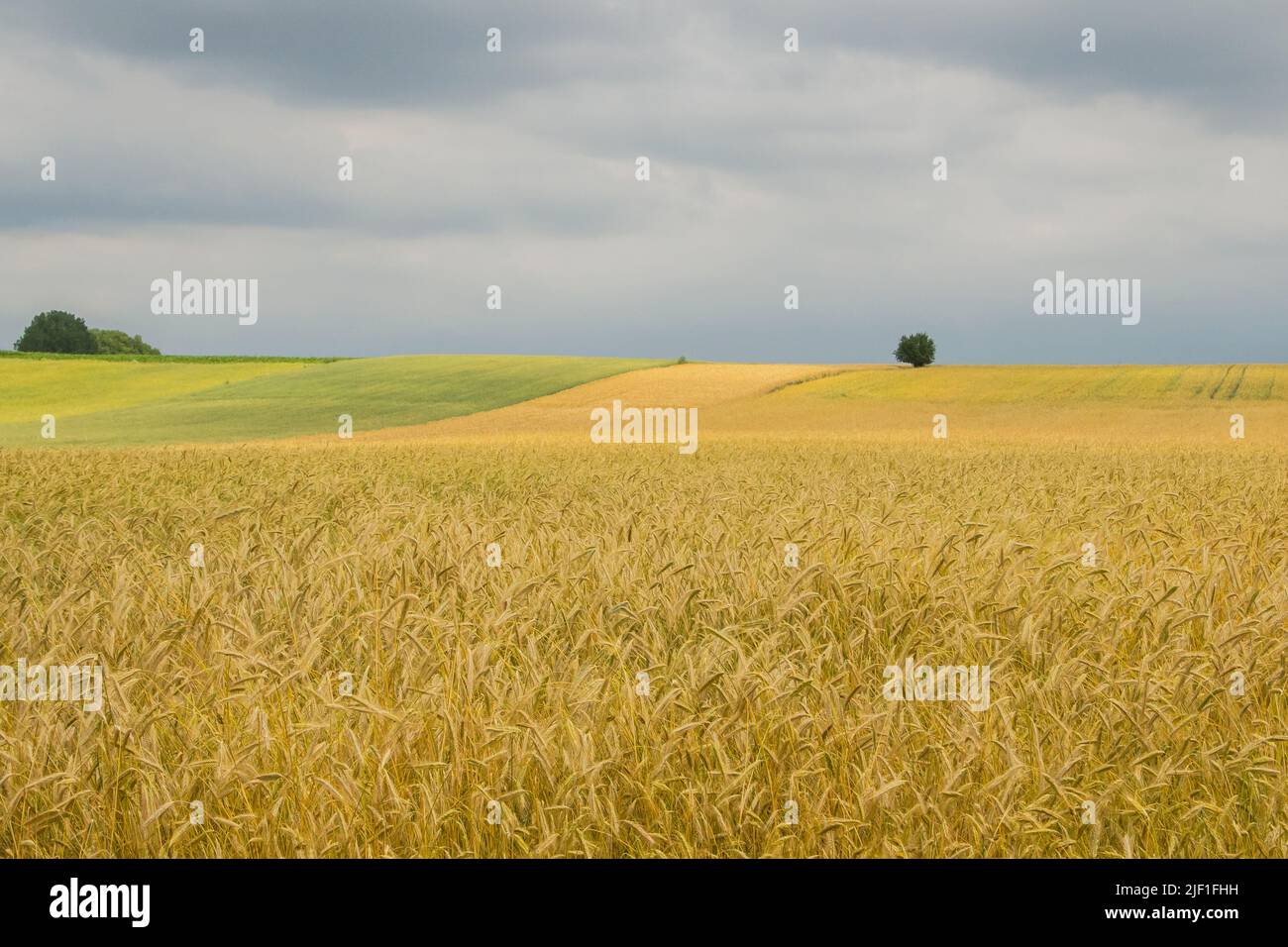 Champ de blé doré. Ciel nuageux et orageux. Couleurs jaune et vert du champ Banque D'Images