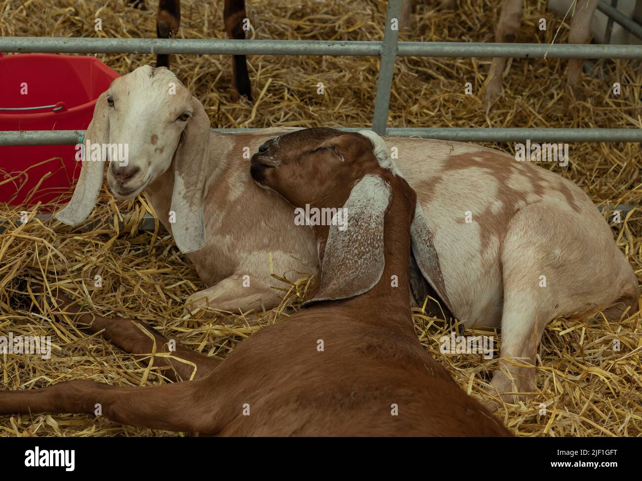 une chèvre s'allonger tandis qu'une autre dort avec sa tête reposant sur le premier corps de chèvres Banque D'Images