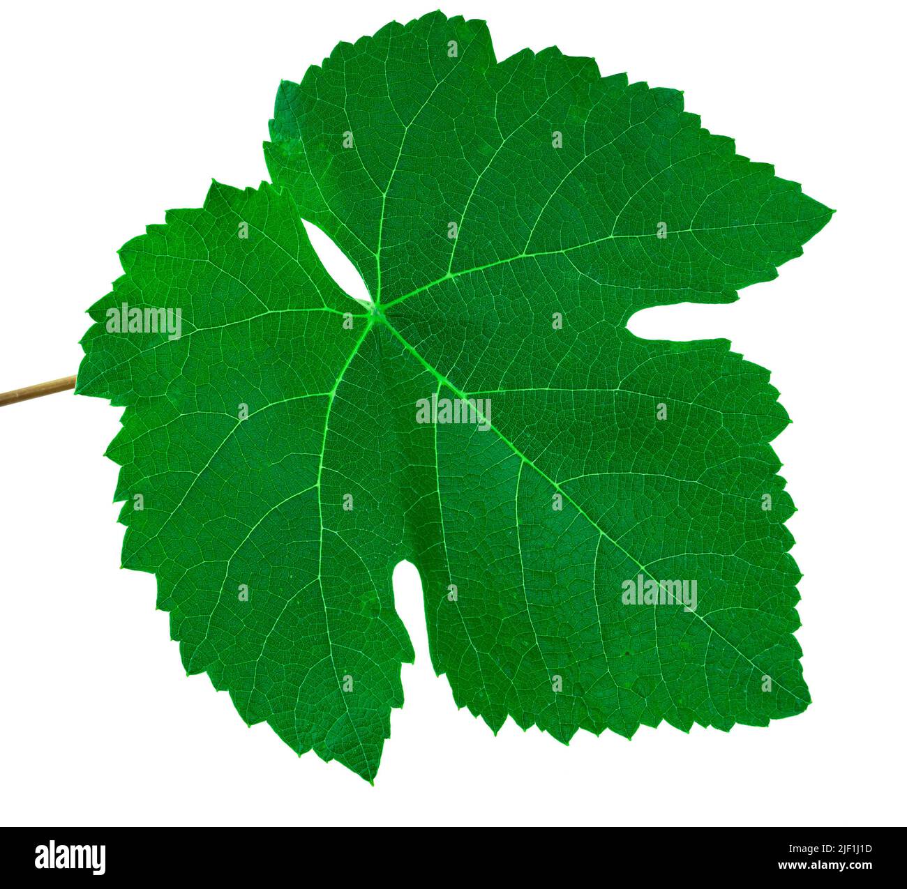 feuille verte de raisin sur fond blanc en isolement Banque D'Images feuille verte de raisin sur fond blanc en isolement Banque D'Images