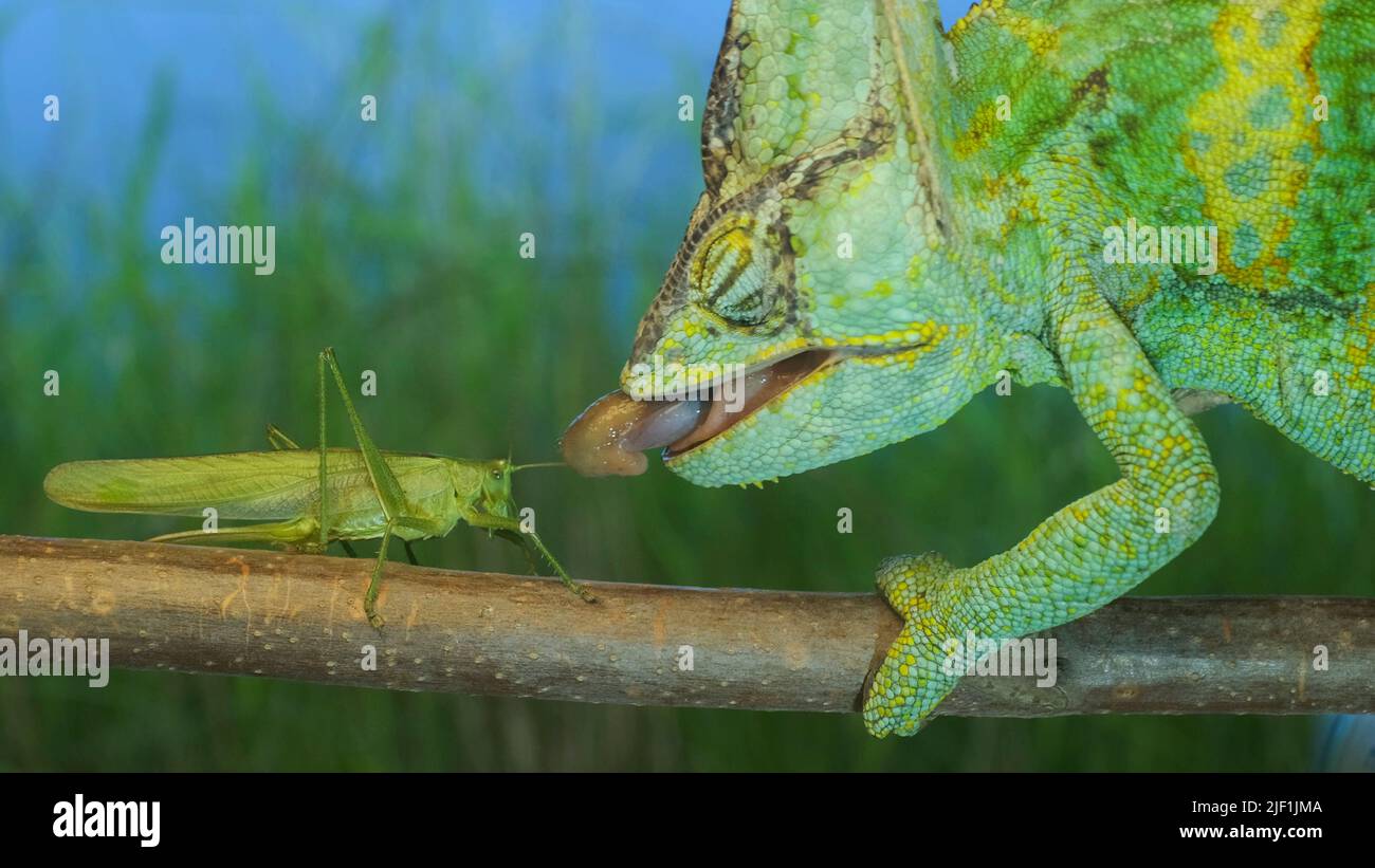 28 juin 2022, oblast d'Odessa, Ukraine, Europe de l'est : gros plan, Le caméléon vert vif âgé chasse sur le Grasshopper. Caméléon voilé (Chamaeleo caliptratus) et Grand buisson-cricket vert (Credit image: © Andrey Nekrasov/ZUMA Press Wire) Banque D'Images