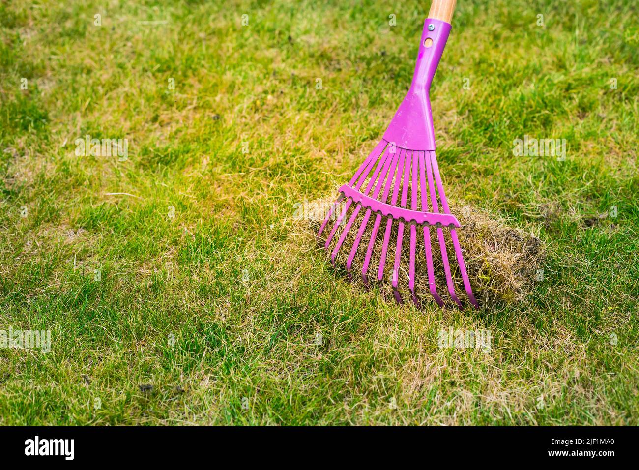 Nettoyage de l'herbe avec un râteau. Aérer et scarifier la pelouse dans le jardin. Améliorer la qualité de la pelouse en éliminant l'herbe et la mousse. Banque D'Images