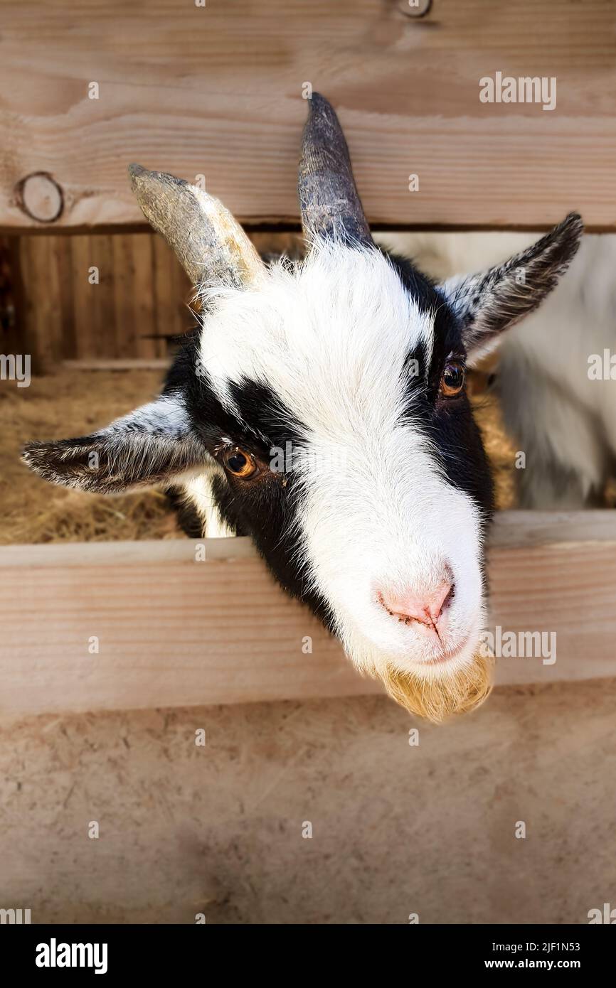 Vue portrait d'une chèvre pygmée avec sa tête à travers une fente dans l'escrime en bois dans un parc agricole familial Banque D'Images Vue portrait d'une chèvre pygmée avec sa tête à travers une fente dans l'escrime en bois dans un parc agricole familial Banque D'Images