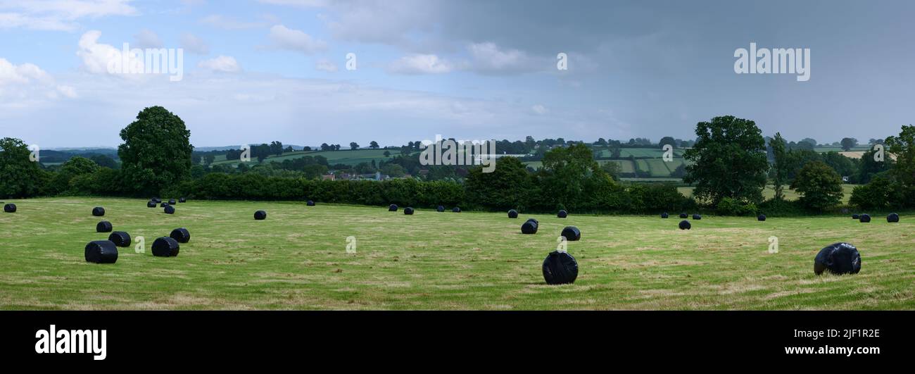 vue panoramique des balles de foin dans des revêtements en plastique noir dans un champ vert herbacé sous le ciel bleu avec des nuages dans la campagne anglaise Banque D'Images
