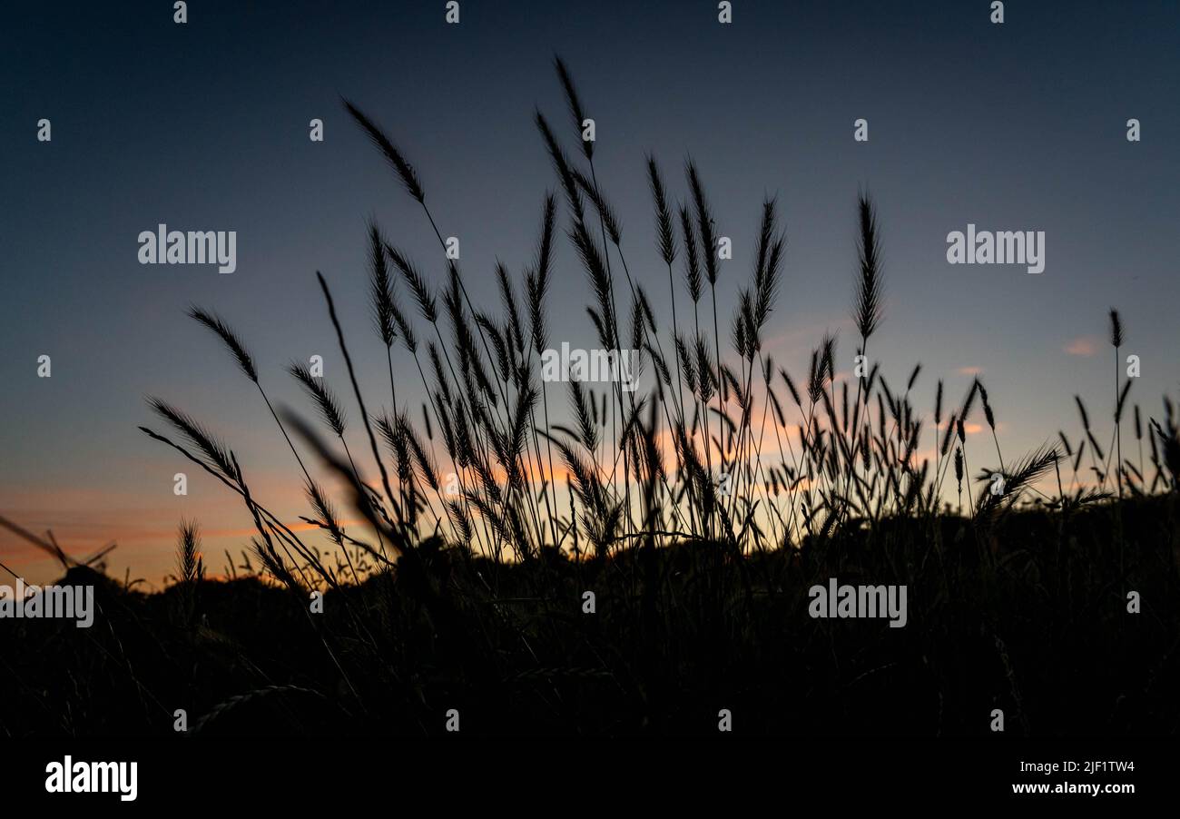 Herbes de prairie silhouetées au crépuscule Banque D'Images