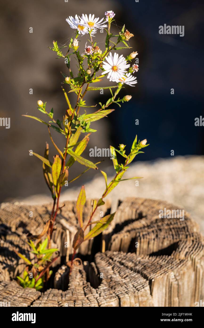 Fleurs sauvages provenant du sommet d'une pile de bois à Lunenburg, Nouvelle-Écosse, Canada. Banque D'Images