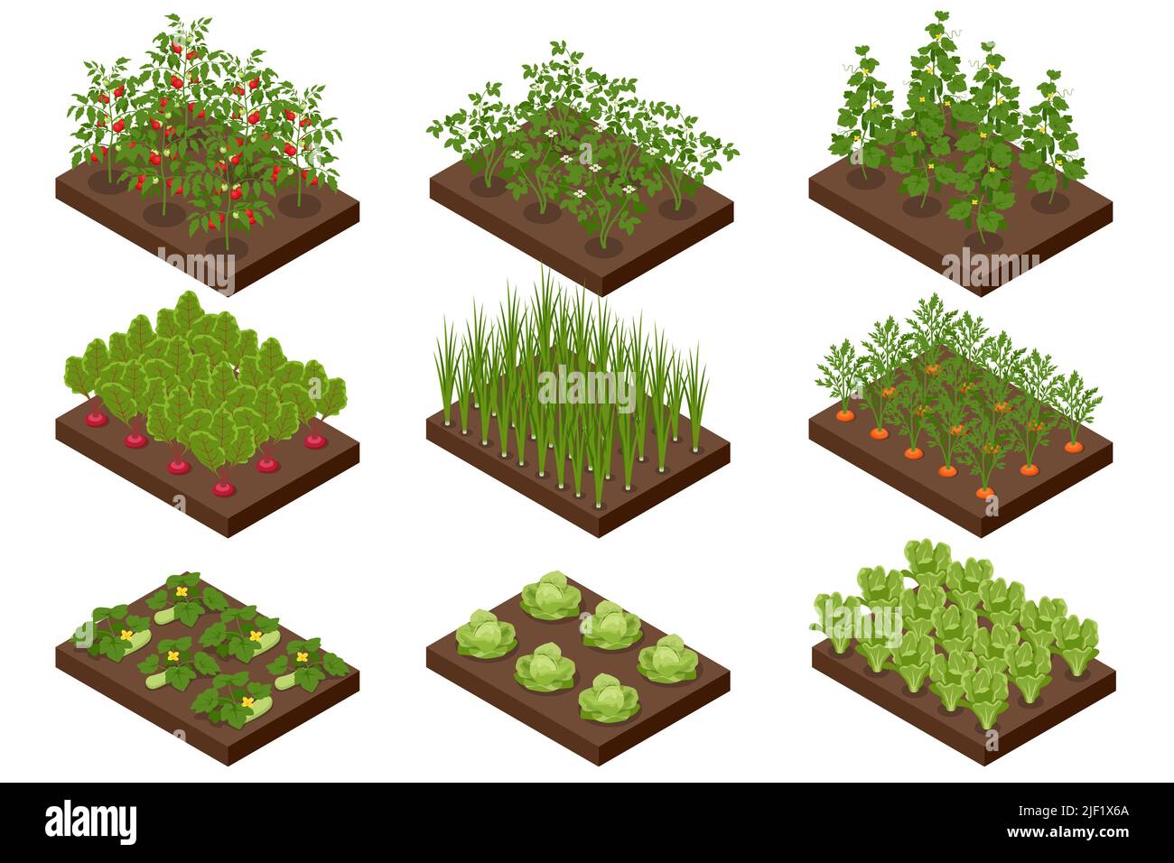 Jardin de légumes isométrique. Légumes dans jardin formel. Légumes poussant dans le jardin. Jardinage écologique Illustration de Vecteur