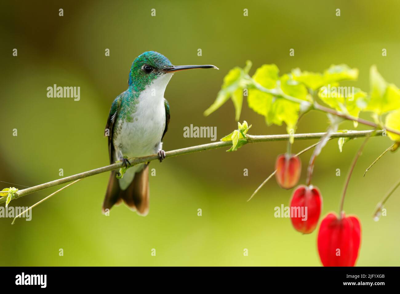 Emeraude andine - colibri d'Uranomitra franciae, oiseau vert et blanc trouvé au bord de la forêt, bois, jardins et broussailles dans les Andes de Colombie, ECU Banque D'Images