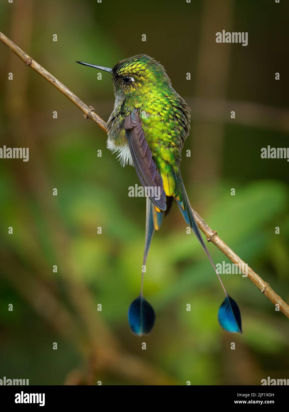 Queue de raquette à démarrage blanc - Ocreatus underwoodii oiseau vert d'colibri dans les brillants, tribu Heliantheini à Lesbiinae, trouvé en Colombie, Ecuad Banque D'Images