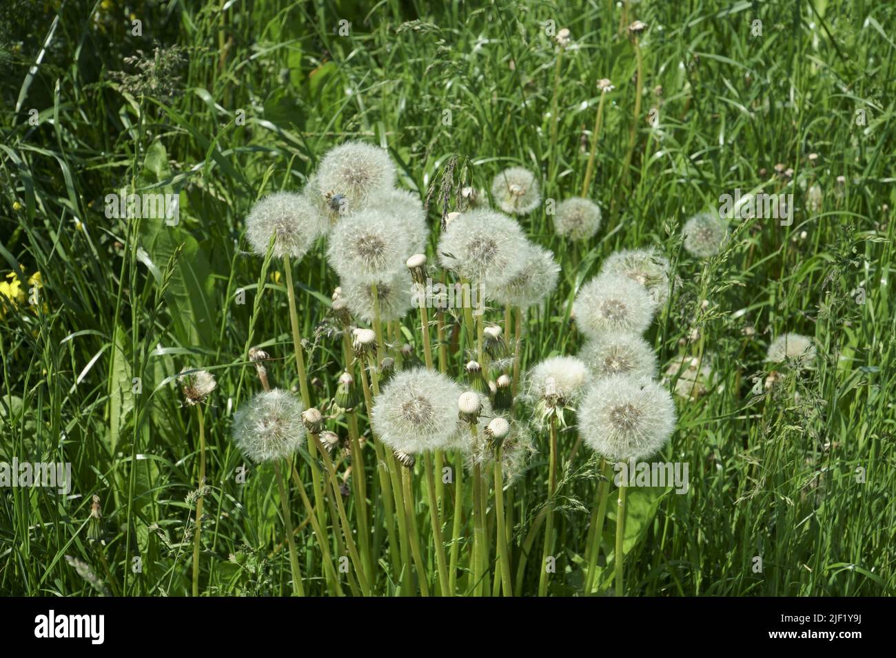 Des pissenlits blancs moelleux dans un champ herbacé, que l'on pousse entre les tiges d'herbe verte de prairie. Magnifique nature sauvage en gros plan pendant le Banque D'Images