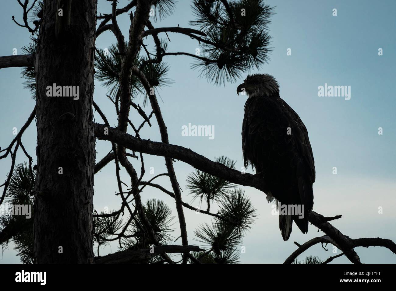 Aigle à tête blanche sur une branche d'arbre silhouettée contre un ciel bleu. Banque D'Images