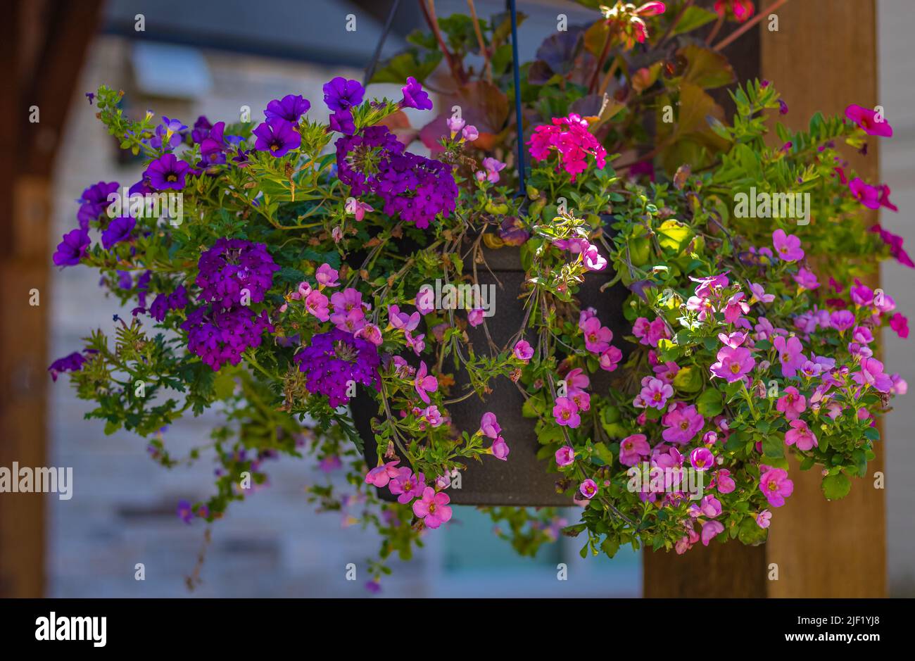 Paniers de fleurs colorées suspendues sur le balcon. Fleurs d'été en plantes ornementales. Photo de rue, personne, mise au point sélective Banque D'Images