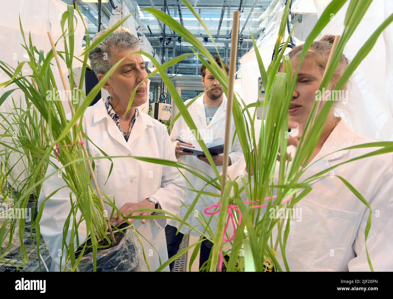 PRODUCTION - 21 juin 2022, Saxe, Leipzig: Dans la serre de recherche moderne du Centre allemand de recherche sur la biodiversité intégrative (iDiv) Halle-Jena-Leipzig dans le jardin botanique, Nicole M. van Dam, Professeur d'écologie des interactions moléculaires à l'Université de Jena, Axel Touw, étudiante au doctorat, et Marie Himmel (l-r), étudiante à la maîtrise en biotechnologie biologique, examinent une expérience contrôlée de pucerons sur le blé d'hiver. À l'iDiv, en coopération avec le Centre Helmholtz de recherche environnementale (UFZ), des chercheurs de 30 pays travaillent actuellement sur la base scientifique d'une mA durable Banque D'Images