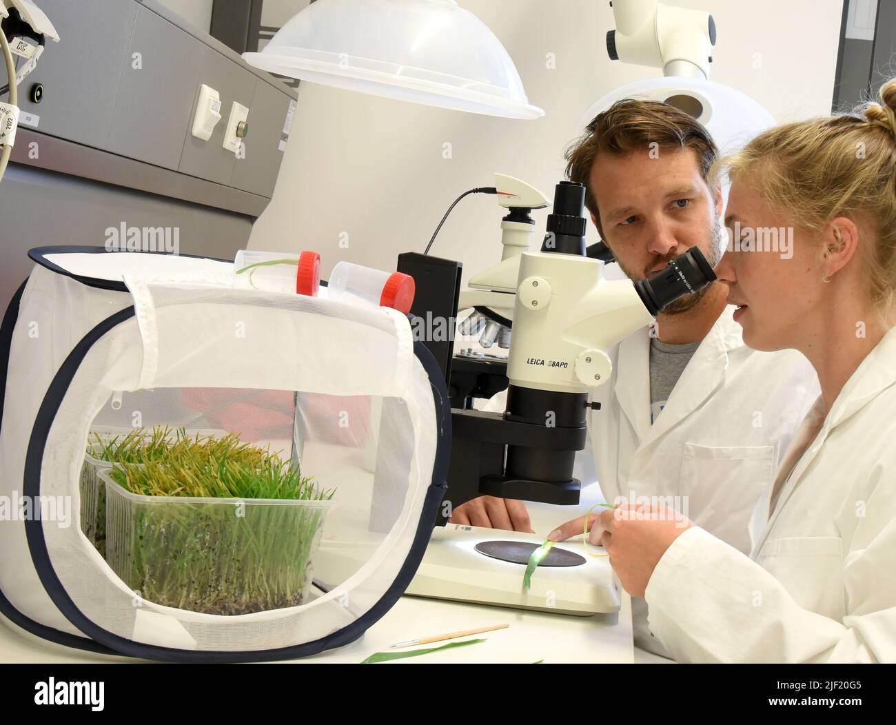 PRODUCTION - 21 juin 2022, Saxe, Leipzig : Dans le laboratoire de la serre de recherche moderne du Centre allemand de recherche sur la biodiversité intégrative (iDiv) Halle-Jena-Leipzig dans le jardin botanique, étudiante à la maîtrise en biotechnologie biologique Marie Himmel avec étudiante au doctorat Axel Touw (r-l) examine les feuilles avec des pucerons céréaliers prélevés dans une cage nette, qui font partie d'une expérience contrôlée de pucerons avec le blé d'hiver. À l'iDiv, en coopération avec le Centre Helmholtz de recherche environnementale (UFZ), des chercheurs de 30 pays travaillent actuellement sur la base scientifique d'une mA durable Banque D'Images