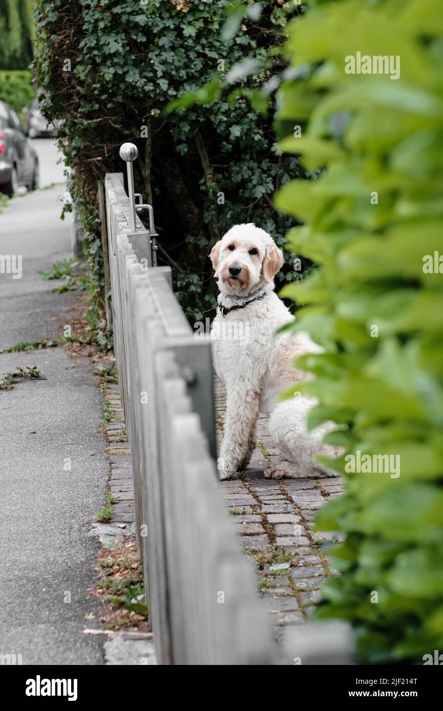 Un cliché vertical d'un adorable chien de garde molletonné derrière une clôture Banque D'Images