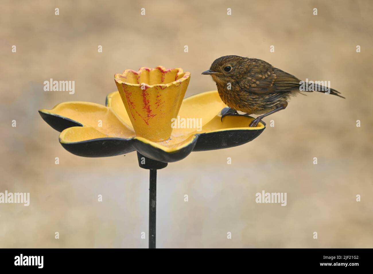 Robin naissante sur un mangeoire à oiseaux en céramique à fleurs de jonquilles - British Garden Birds Banque D'Images