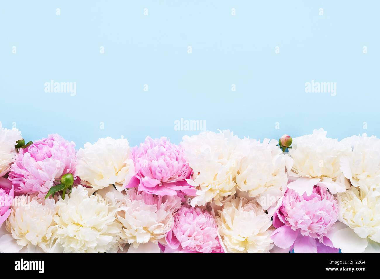 Pivoines roses et blanches sur fond bleu clair. Anniversaire, Saint-Valentin, Fête des mères, concept de la Journée des femmes. Vue de dessus, espace de copie, mise au point programmable Banque D'Images