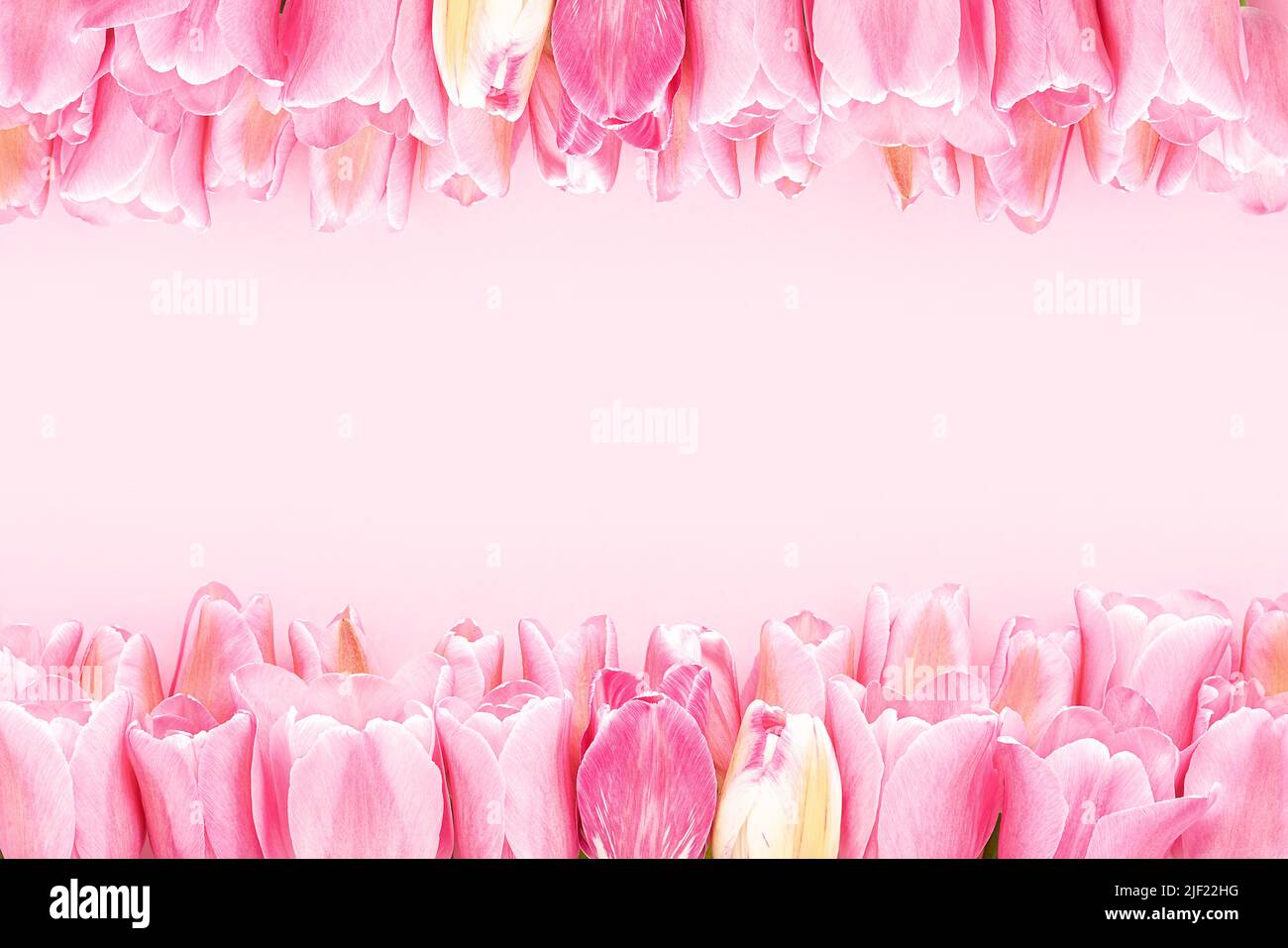 Bordure de tulipes roses sur fond rose. Fête des mères, Saint-Valentin, concept de célébration d'anniversaire. Vue de dessus, espace de copie pour le texte Banque D'Images