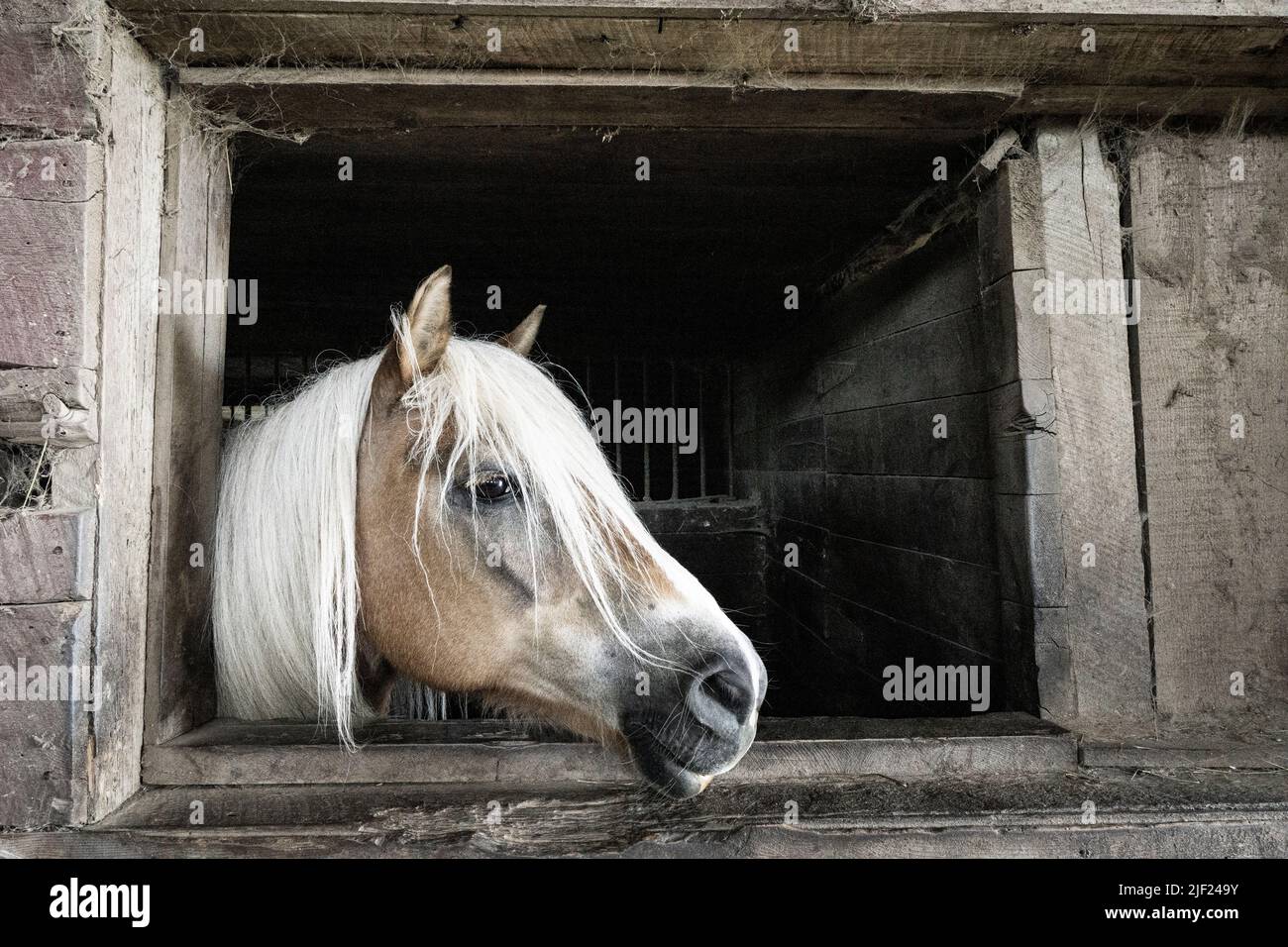 La tête d'un cheval dépasse d'une fenêtre de décrochage à l'intérieur d'une grange. Banque D'Images