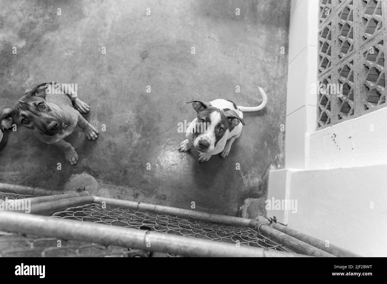 Un chien d'abri de secours regarde à travers la clôture est disponible pour adoption en noir et blanc image Banque D'Images