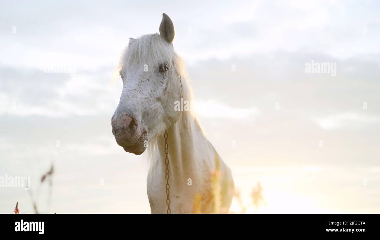 Portrait d'un beau cheval de châtaignier illuminé par les rayons du soleil couchant dans la soirée. La vie équestre. Équitation. Blanc magnifique Banque D'Images
