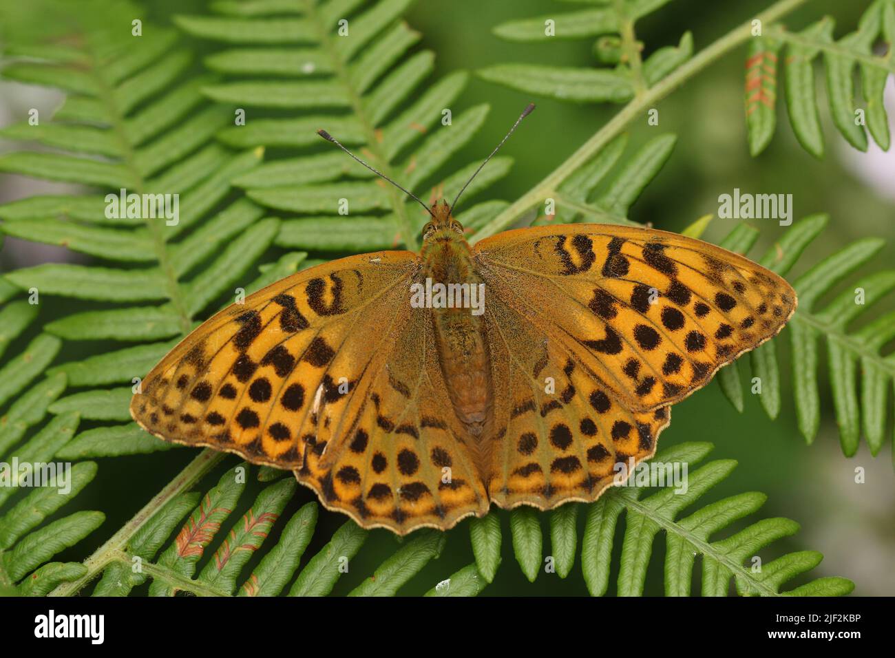 Un papillon Fritillaire à ailes ouvertes, lavé à l'argent, Argynnis pupia, reposant sur le saumâtre dans les bois. Banque D'Images