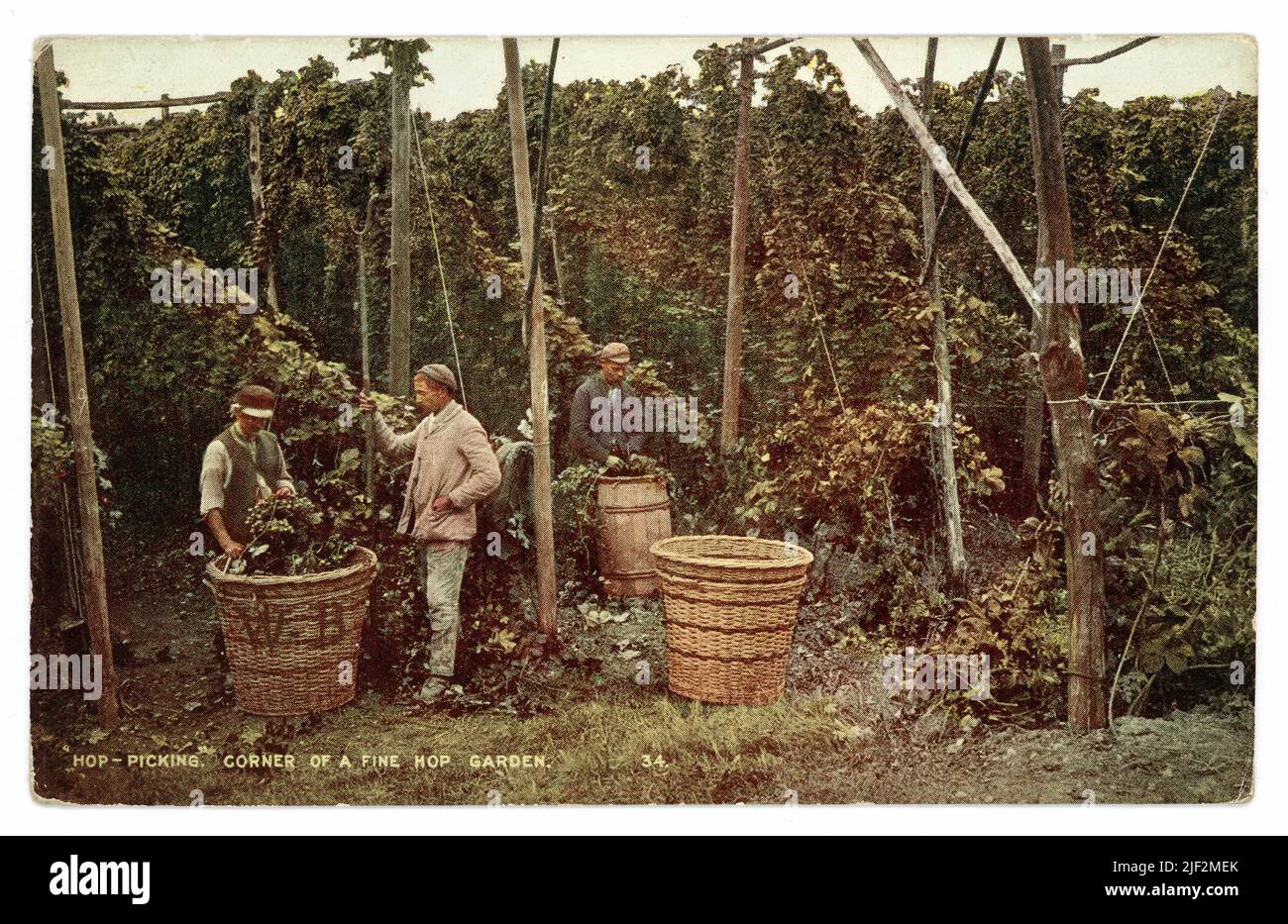 Carte postale originale teintée par l'édouardien de cueillette de houblon de Kent - « coin d'un jardin de houblon fin », des hommes chargeant du houblon dans des paniers à côté de vignes de houblon, vers 1905,1910 Banque D'Images