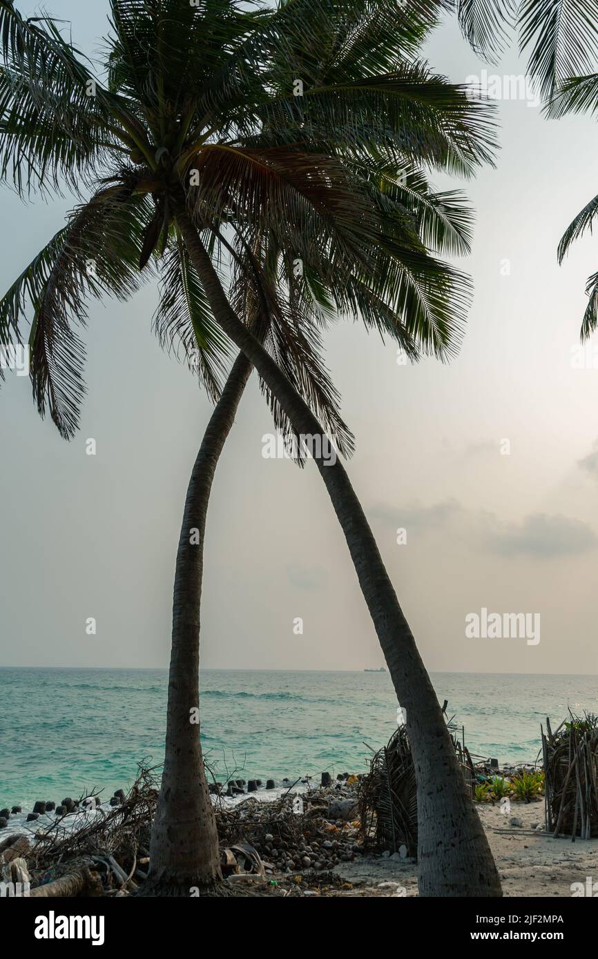 Lakshadweep, Inde - 15 mars 2022 : cocotiers sur la plage à Lakshadweep Banque D'Images