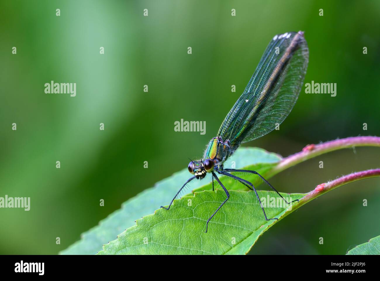 Bandée demoiselle, Calopteryx splendens femelle assise sur une feuille, gros plan. En attendant Prey. Fond vert flou, isolé. Trencin, Slovaquie. Banque D'Images