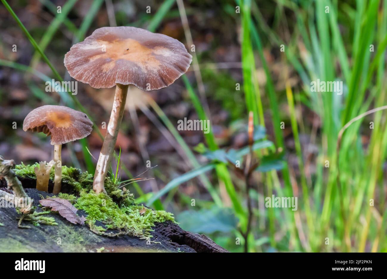 Champignons poussant sur un arbre mort en automne aux pays-Bas Banque D'Images