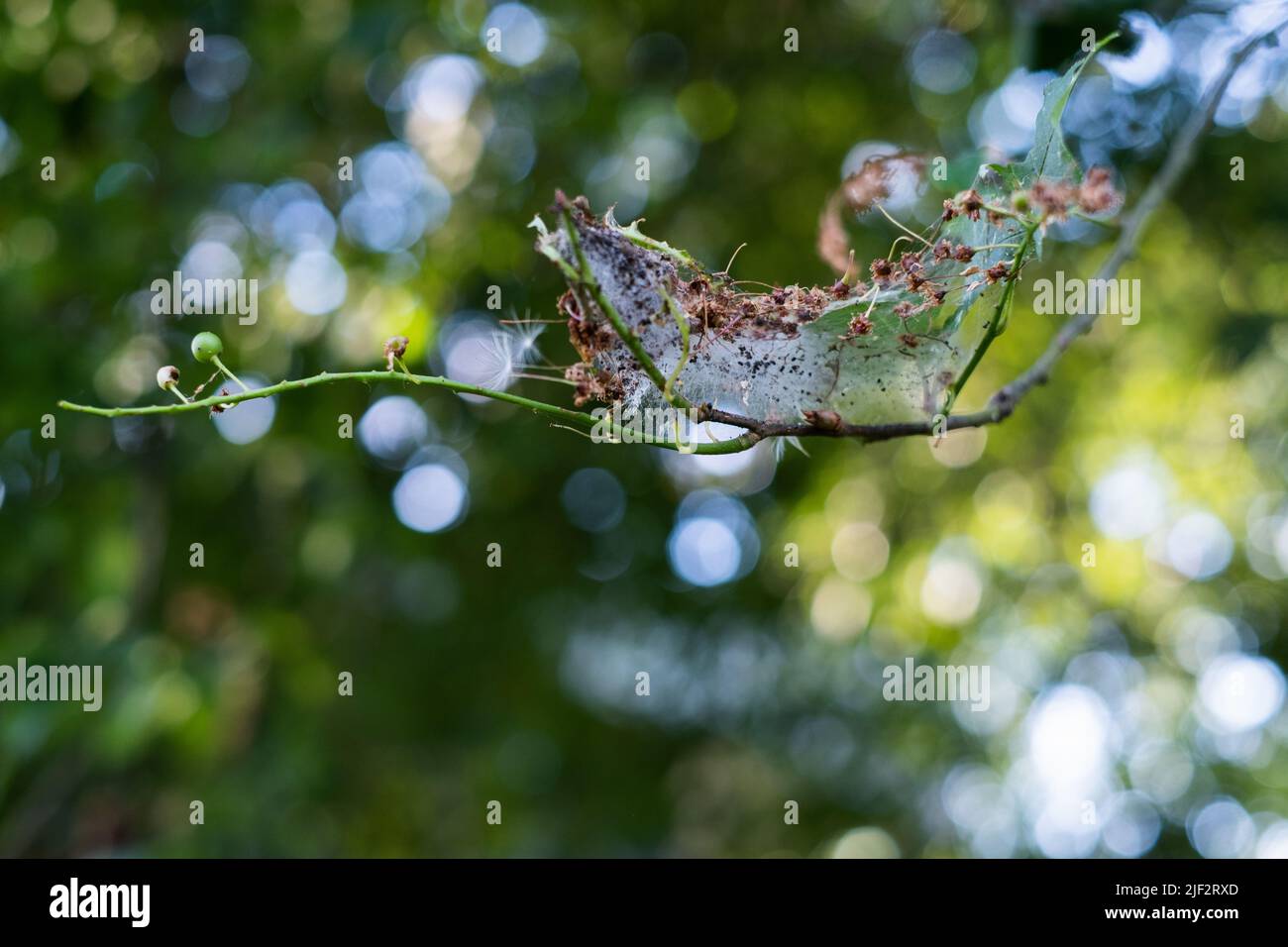 Hermine d'oiseau-cerise (Yponomeuta evonymella). Les chenilles se rassemblent dans des nids tissés à partir du filet sur les feuilles des arbres. Banque D'Images