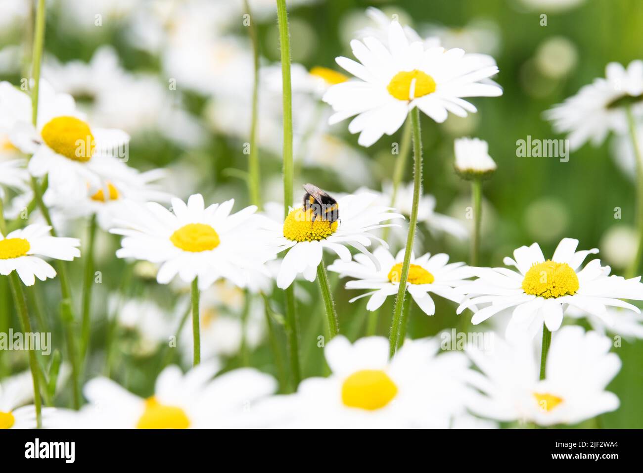 Bumblebee sur des pâquerettes œilleton dans le jardin sauvage - Royaume-Uni Banque D'Images