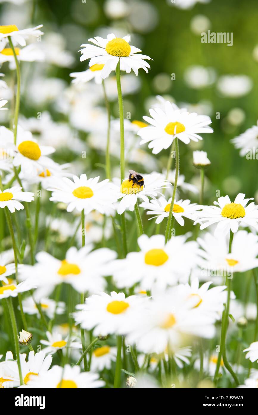 Bumblebee sur des pâquerettes œilleton dans le jardin sauvage - Royaume-Uni Banque D'Images