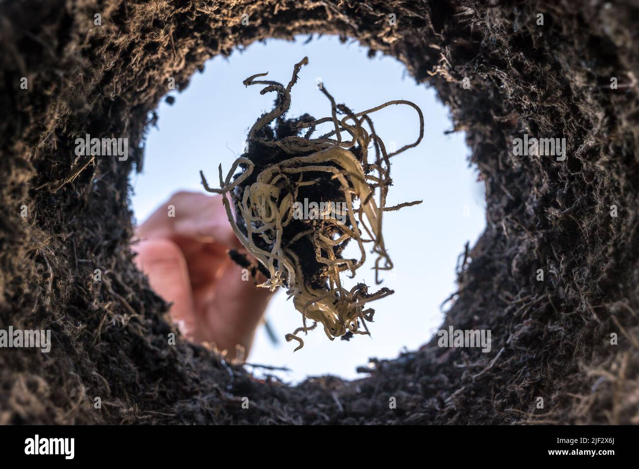 Planter une coupe dans un trou dans le sol d'une perspective spéciale Banque D'Images