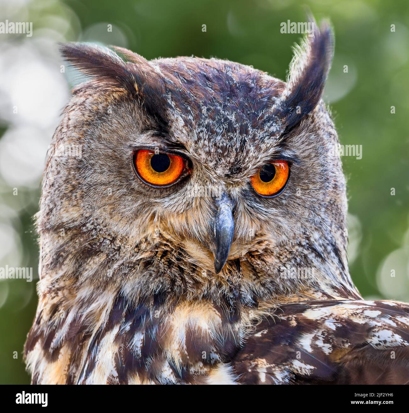 Vue frontale en gros plan d'un hibou de l'aigle eurasien (Bubo Bubo) Banque D'Images
