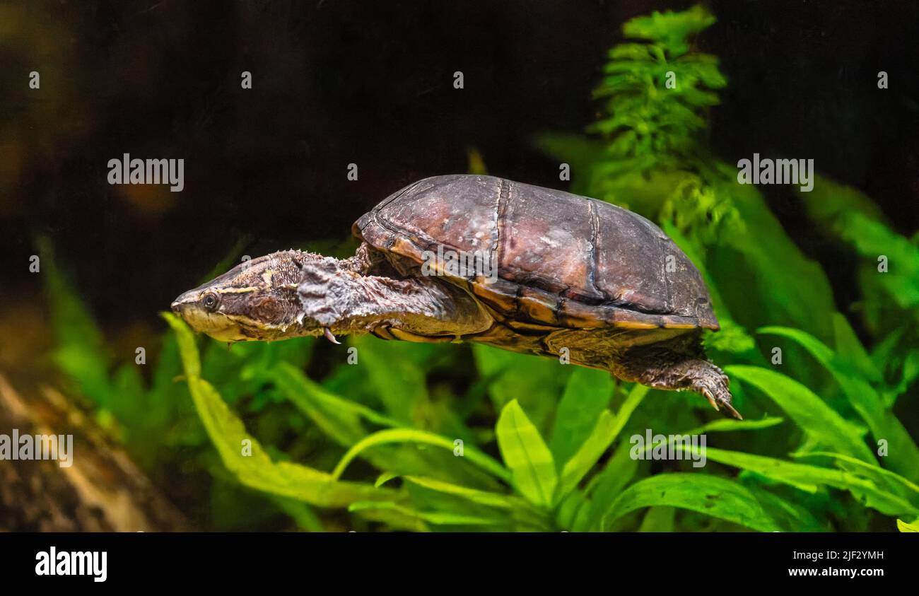 Vue rapprochée d'une tortue musquée commune (Sternotherus odoratus) Banque D'Images